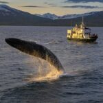 Whale Watching from the Heart of Akureyri - Wildlife and Landscape Encounters