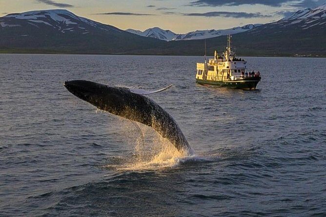 Whale Watching from the Heart of Akureyri - Wildlife and Landscape Encounters