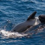 Whales & Dolphins watching in exclusive sailboat - Why This Tour Works for You