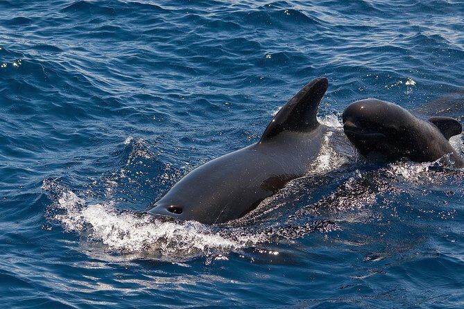 Whales & Dolphins watching in exclusive sailboat - Why This Tour Works for You