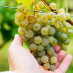 Whole day Wine Tour to Kakheti from Tbilisi - A Deep Dive into the Full-Day Kakheti Wine Tour