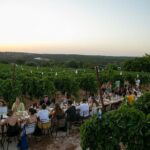 Wine Experience: vineyard, wines and food - Final Thoughts: Who Will Love This Experience?