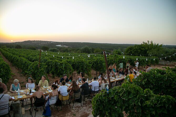 Wine Experience: vineyard, wines and food - Final Thoughts: Who Will Love This Experience?