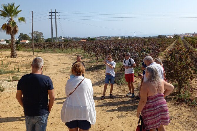 Wine Lovers: Winery Tour w/ Tasting & Tapas (Albufeira/Vilamoura) - What to Expect from the Winery Tour in Albufeira