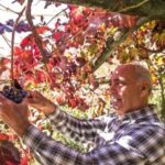 Wine tasting at the Apicella winery - Final Thoughts: Is It Worth It?