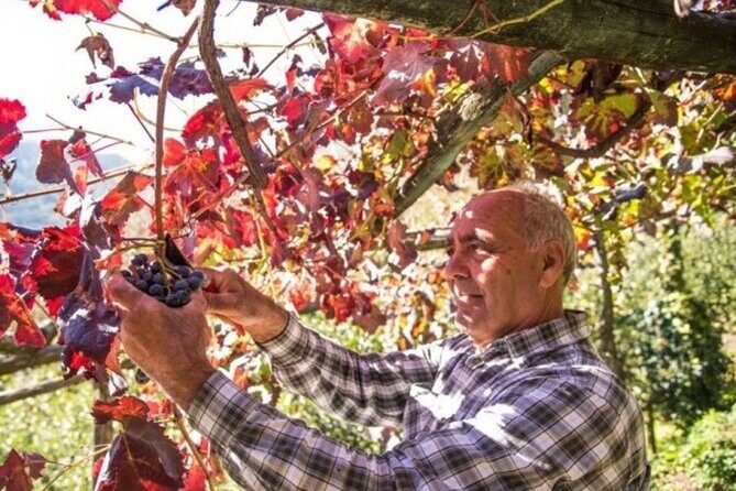 Wine tasting at the Apicella winery - Final Thoughts: Is It Worth It?