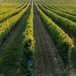 Wine tasting experience in the Apulian countryside - Practical Considerations