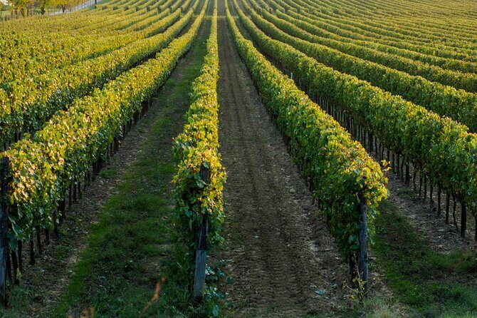 Wine tasting experience in the Apulian countryside - Practical Considerations