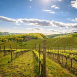 Wine tasting in TWO family wineries around Florence - Authentic Experiences and Customer Feedback