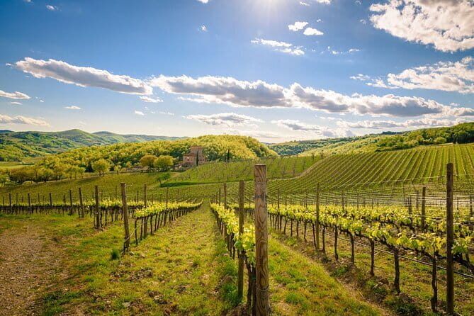 Wine tasting in TWO family wineries around Florence - Authentic Experiences and Customer Feedback
