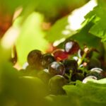 Wine Tasting Tour in Algarve Winery - The Sum Up