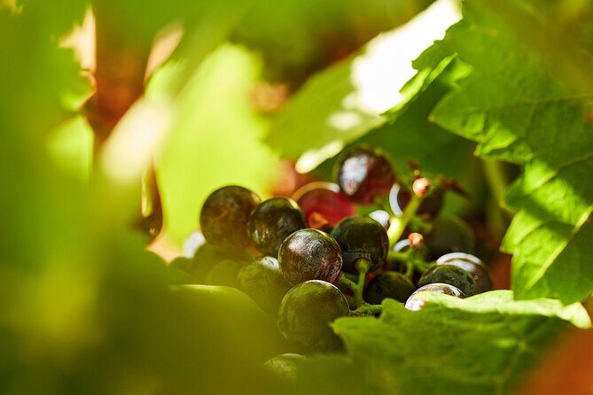 Wine Tasting Tour in Algarve Winery - The Sum Up