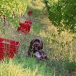 Wine Tour and Tasting with the Producer in the Monferrato-Classic - The Sum Up