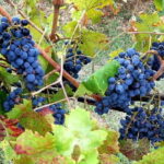Wine tour in Chianti and visit of San Gimignano for small groups - Scenic Drive and the Chianti Countryside