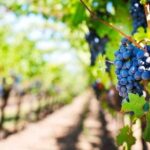 Wine Tour (lunch included) - Practicalities and Logistics