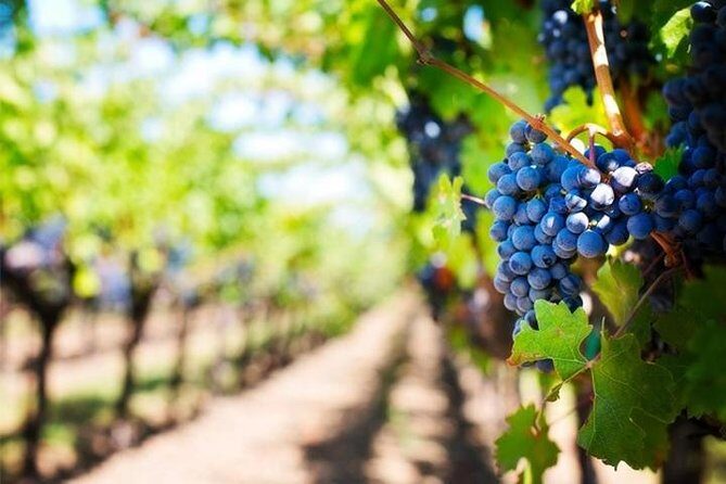 Wine Tour (lunch included) - Practicalities and Logistics