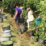 Wine Tour whit wine tasting - Practical Details and Considerations