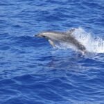 Wines Tasting Experience and Skywalk with Dolphin Watching - FAQ