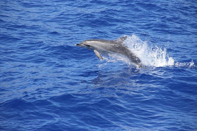 Wines Tasting Experience and Skywalk with Dolphin Watching - FAQ