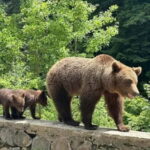 1 Day Private Tour of Famous Top Gear Road Transfagarasan - Starting the Day: Hotel Pickup and Comfort