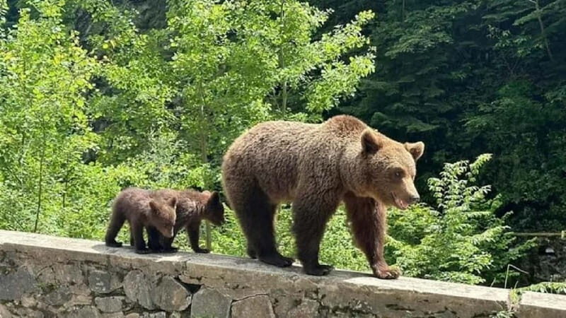 1 Day Private Tour of Famous Top Gear Road Transfagarasan - Starting the Day: Hotel Pickup and Comfort