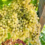 1 Day Rhodes Island Tour with Olive Oil, Honey and Wine Tasting - Analyzing the Value and Experience