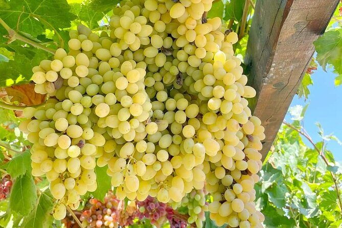 1 Day Rhodes Island Tour with Olive Oil, Honey and Wine Tasting - Analyzing the Value and Experience