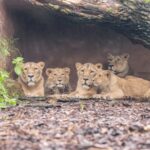 1-day ticket for Schwerin Zoo - The Value of Your Ticket