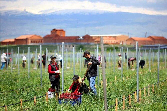 1-Day tour to Aragatsotn Wine region and Wine Route. - What’s Included and How It Adds Value