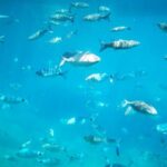 1-Hour Guided Semi-Submarine Tour to Isola Bella - What This Tour Entails and Why It’s Worth Considering