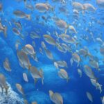 1-Hour Snorkeling Tour in Paraggi Bay, Portofino - A Detailed Breakdown of the Itinerary