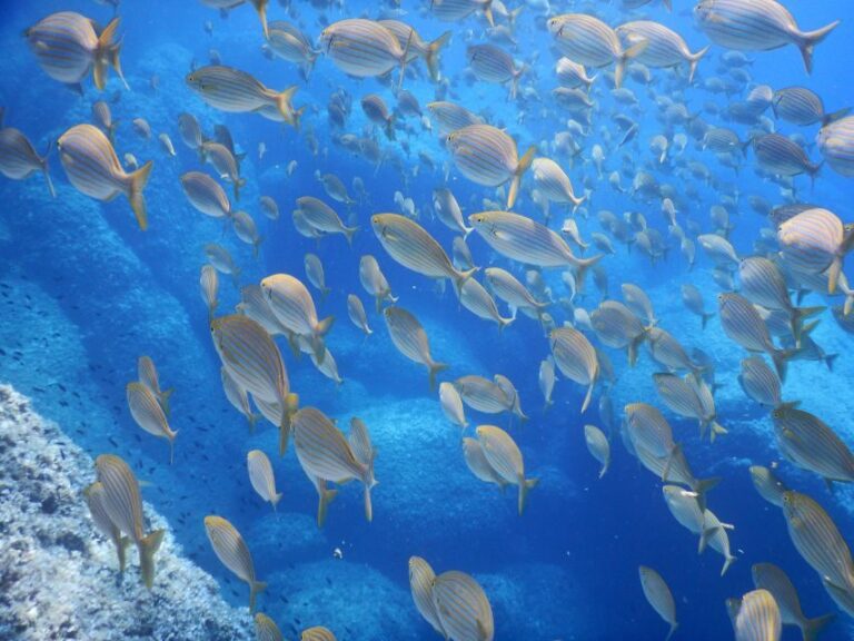 1-Hour Snorkeling Tour in Paraggi Bay, Portofino - A Detailed Breakdown of the Itinerary