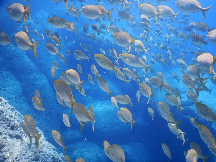 1-Hour Snorkeling Tour in Paraggi Bay, Portofino - A Detailed Breakdown of the Itinerary