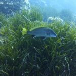 1 single dive in the Capo Carbonara marine protected area. For patented. - A Closer Look at the Tour