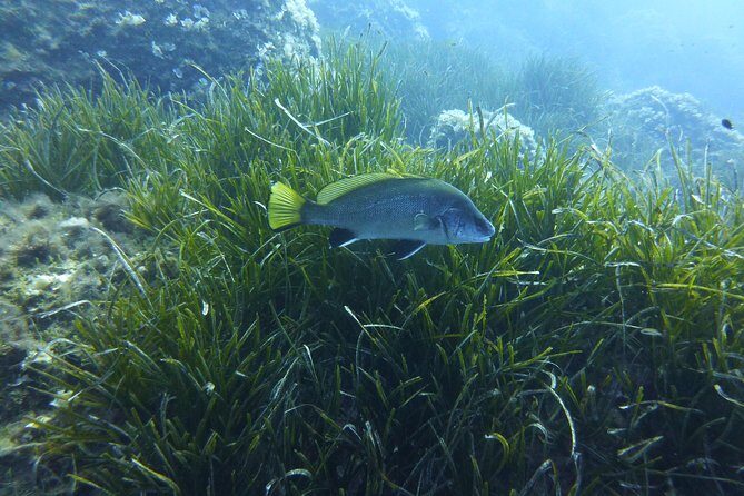 1 single dive in the Capo Carbonara marine protected area. For patented. - A Closer Look at the Tour