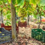 11 Course Lunch, Wine Tasting & Cooking Mastery in Rhodes - Practical Details and What to Know