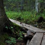 2.5 Hours Hike in Vaattunkikongas Forest Trail - What’s Unique About This Experience?