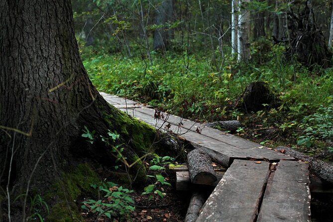 2.5 Hours Hike in Vaattunkikongas Forest Trail - What’s Unique About This Experience?
