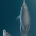 2.5 Hours Sunset Boat Tour in Search of Dolphins - The Experience: What Sets It Apart?