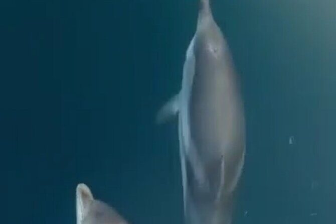 2.5 Hours Sunset Boat Tour in Search of Dolphins - The Experience: What Sets It Apart?