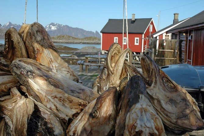 2-Day Lofoten Highlights Photo Tour (Summer) - What Makes This Tour Stand Out?