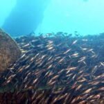 2 Dive Package for PADI Qualified Divers in Gran Canaria - Practical Details and Booking