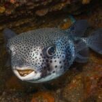 2 Dives, Certified Divers - Tenerife - Key Points