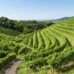 2 Guests Private Prosecco Road Tour All Inclusive from Conegliano - An In-Depth Look at the Tour Experience