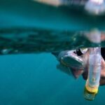 2-Hour Afternoon Snorkeling Experience in Gran Canaria by Boat - An In-Depth Look at the Snorkeling Adventure in Gran Canaria
