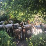 2-Hour Alpaca Farm Experience in Kenilworth - Practical Details and Tips