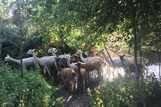 2-Hour Alpaca Farm Experience in Kenilworth - Practical Details and Tips