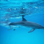 2-Hour Dolphin and Whale Watching in Gran Canaria - Frequently Asked Questions