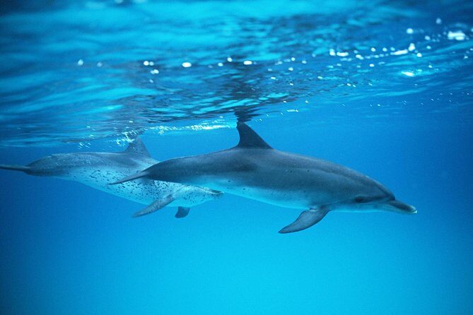 2-Hour Dolphin and Whale Watching in Gran Canaria - Frequently Asked Questions