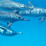 2-Hour Dolphin Sunset Tour from Giardini Naxos - The Sum Up